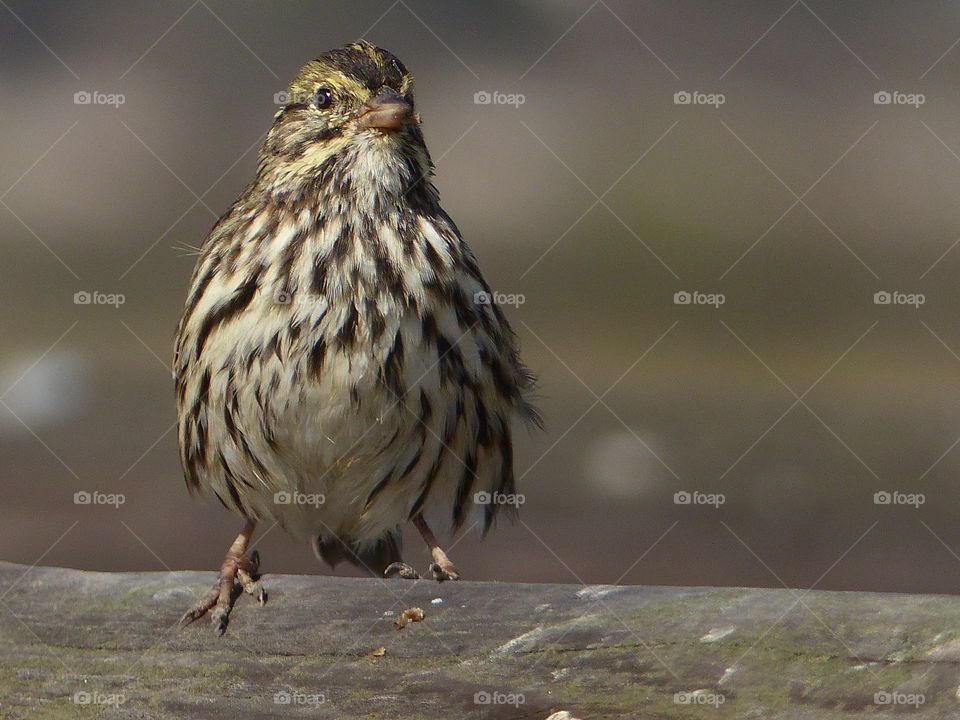 Savannah  sparrow 