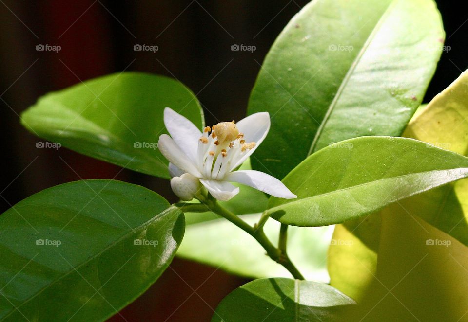 Blooming grapefruit 