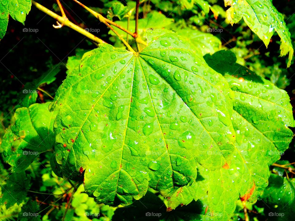 Dew on maple leaf 