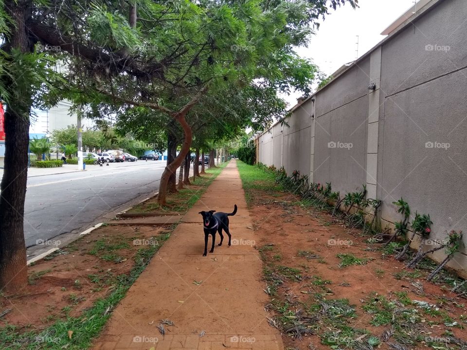 Cão passeando na rua - Dog walking on the street
