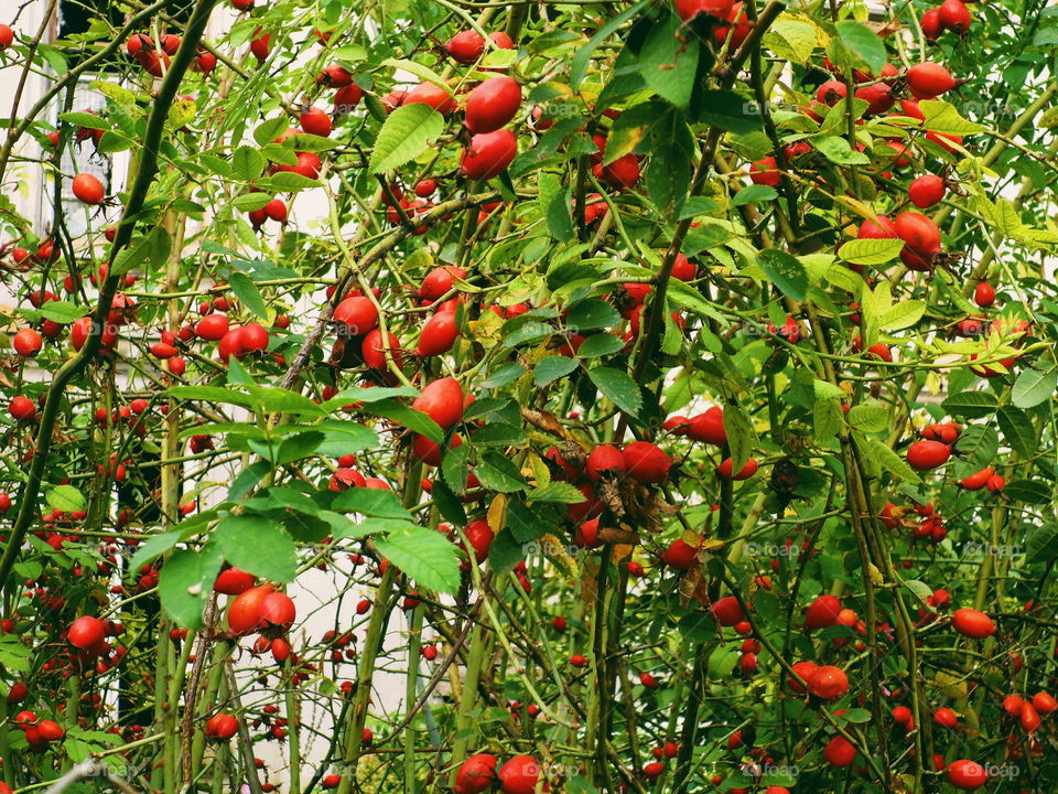 wild rose bush with red berries