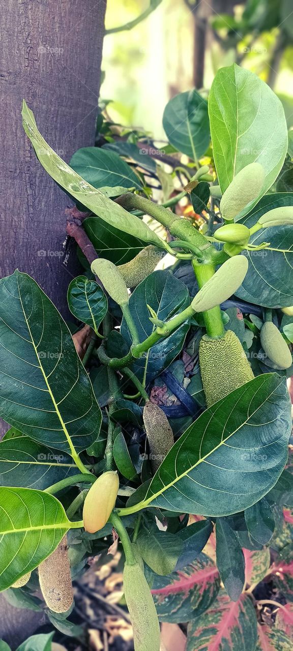 baby jack fruits soft green in colour with dark green leaves around