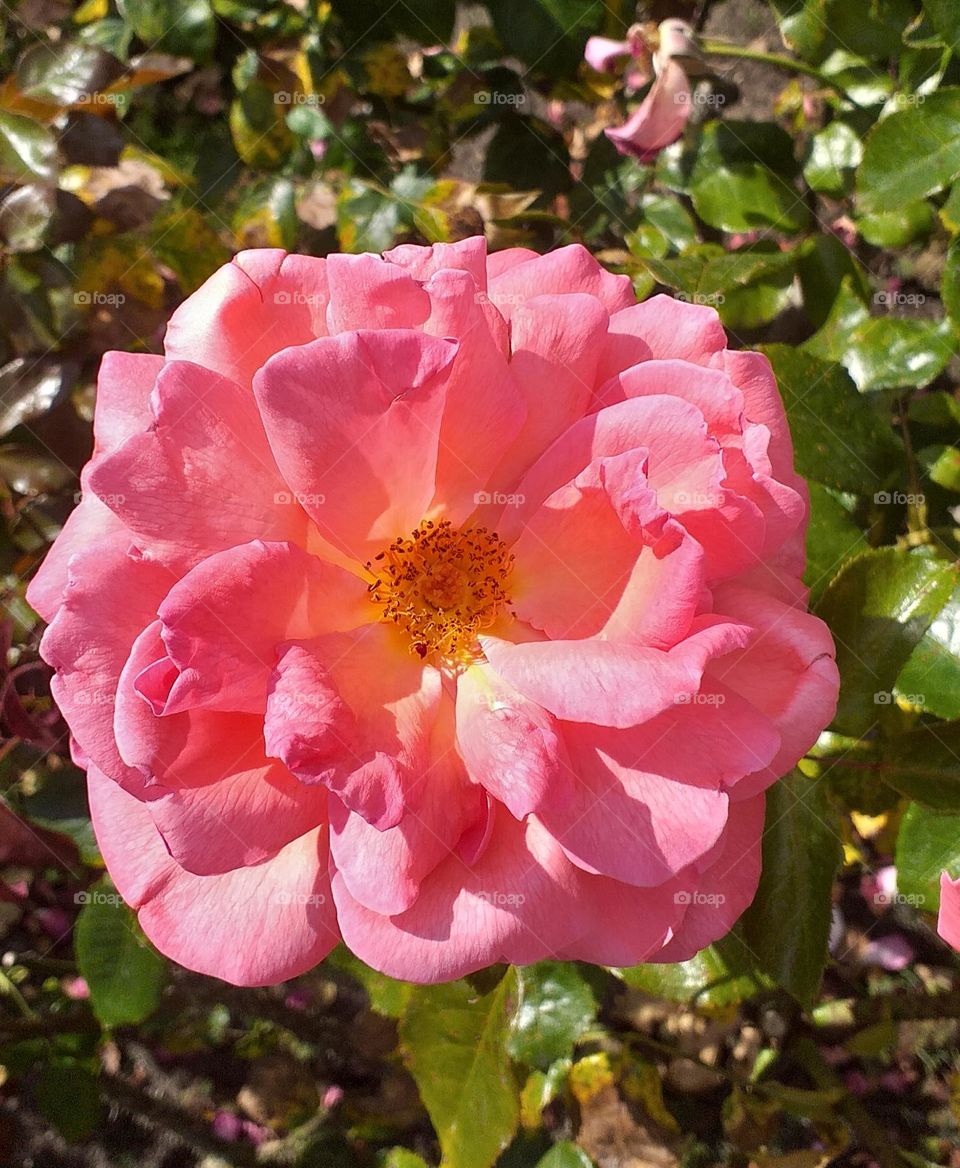 beautiful pink flower