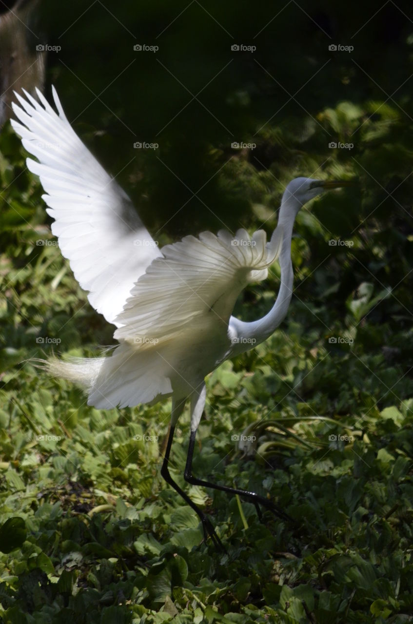Snowy Egret