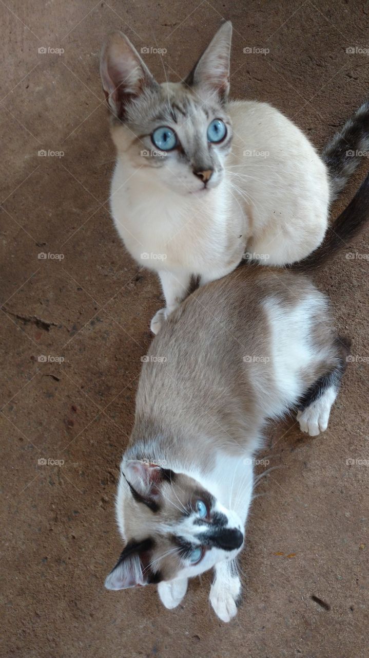 Gatos e seus olhares...