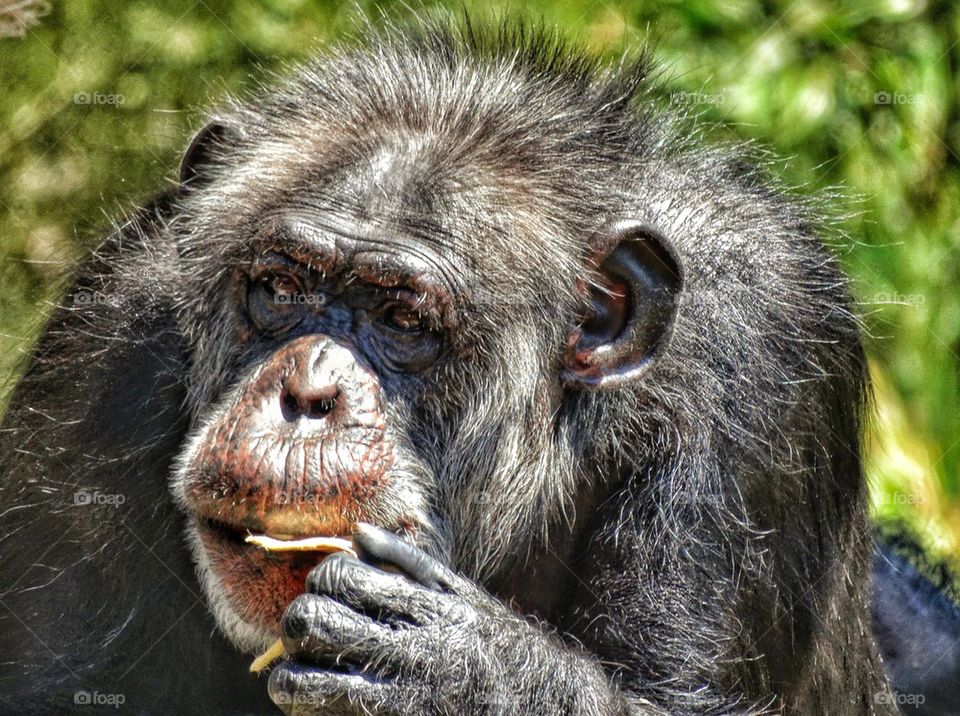 Chimp eating a snack