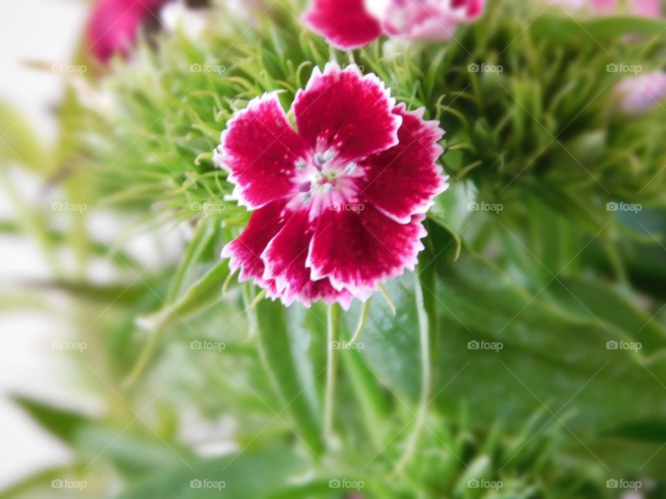 Bright Red Sweet William