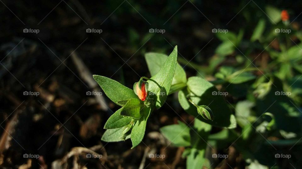 wild red flower