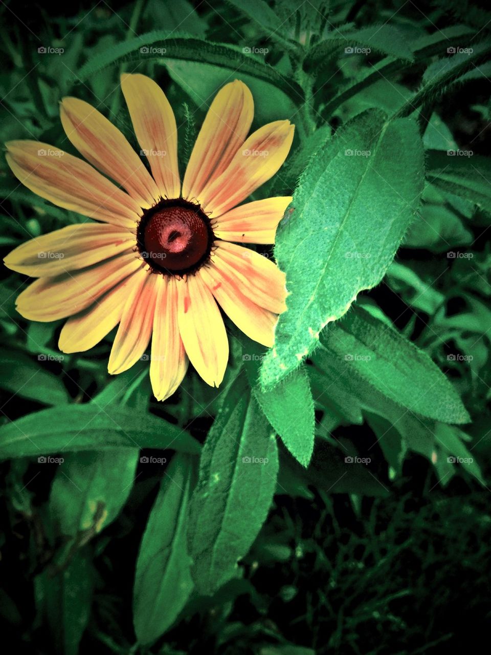 Brown eyed Susan 