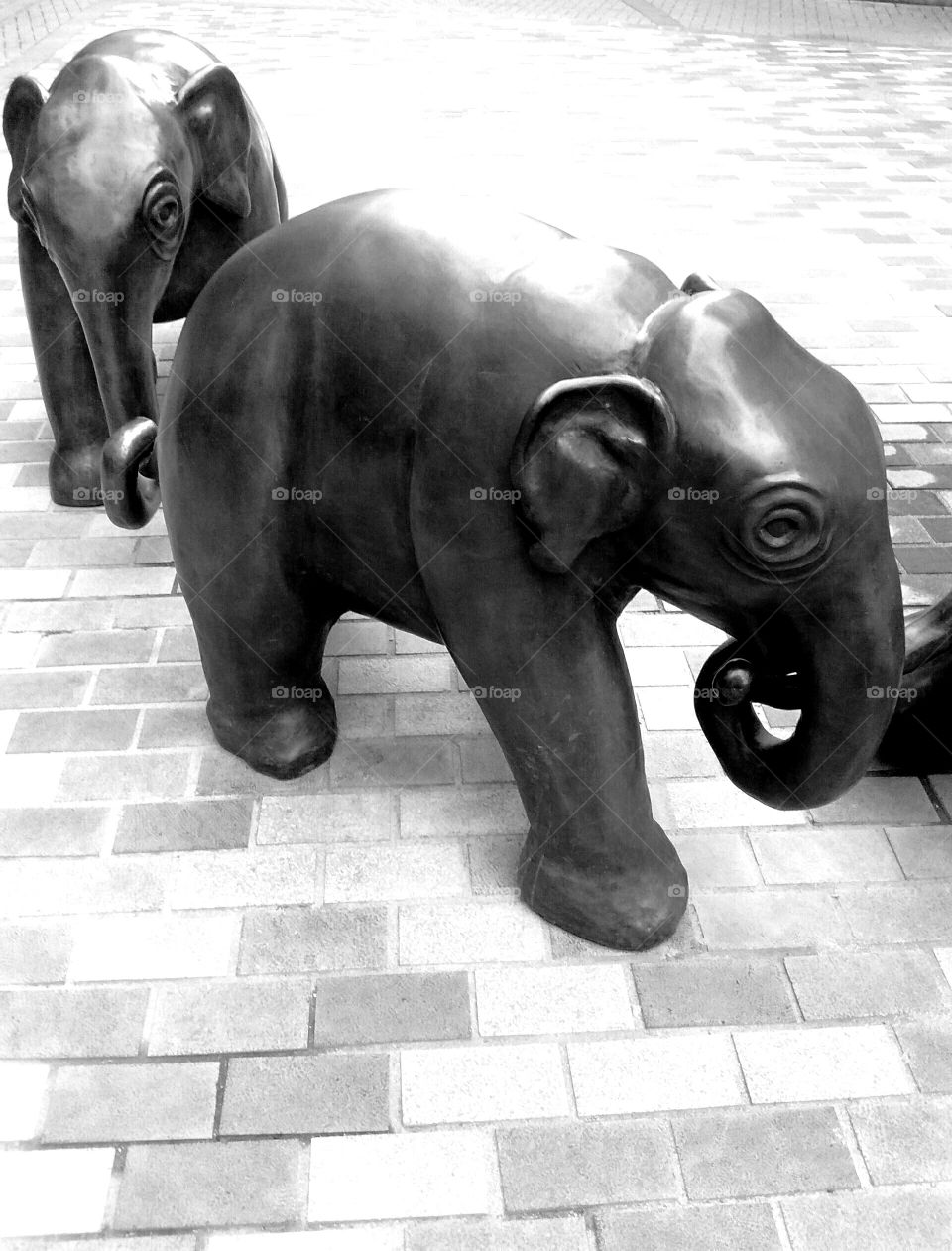 Elephants