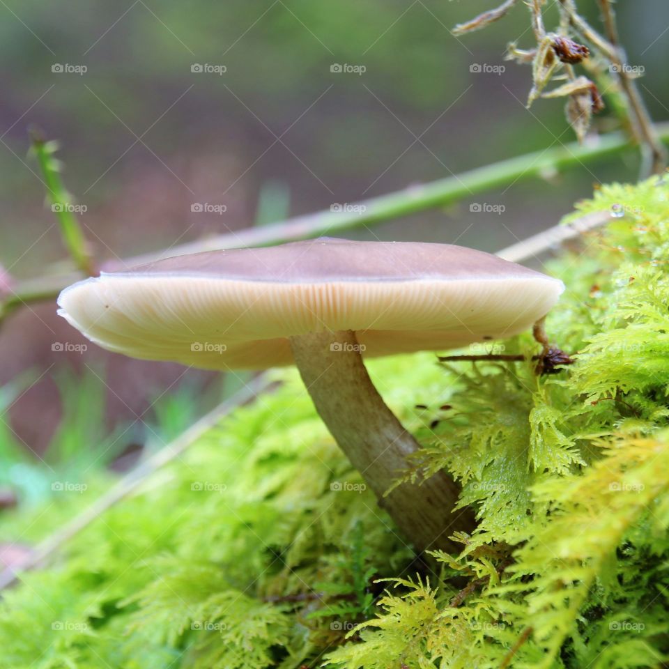 mushroom