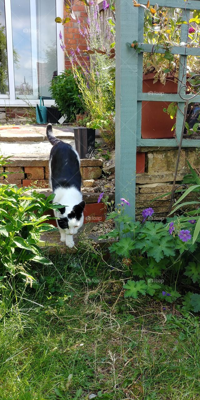 black and white cat going down garden steps on bright summers day
