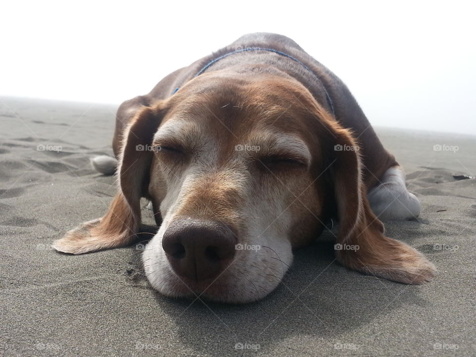 along car ride and a romp in the  sand wore this poor beagle out