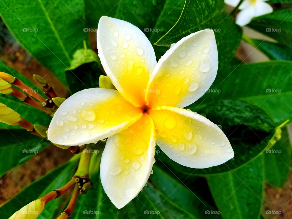 First bloom