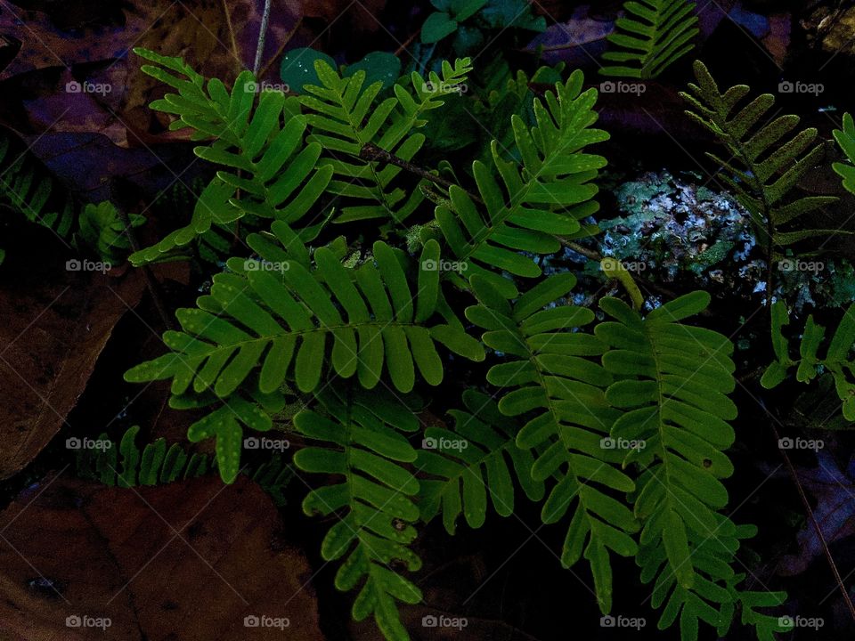 Ferns on forest floor