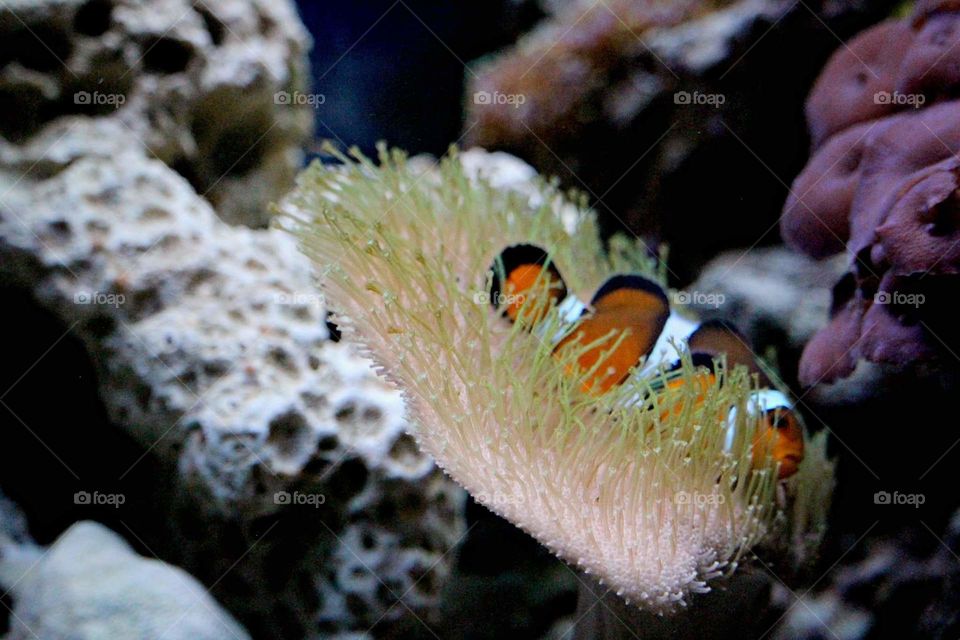 corals and clownfish