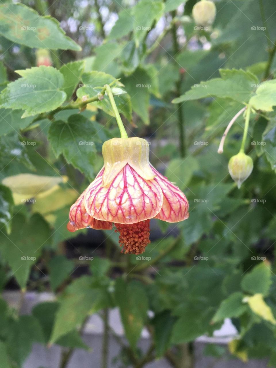 Abutilon flower and bud after rain