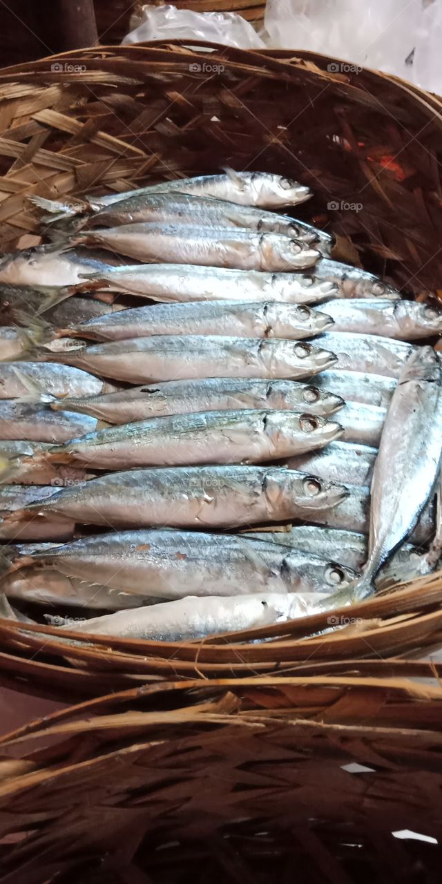 ikan ikan