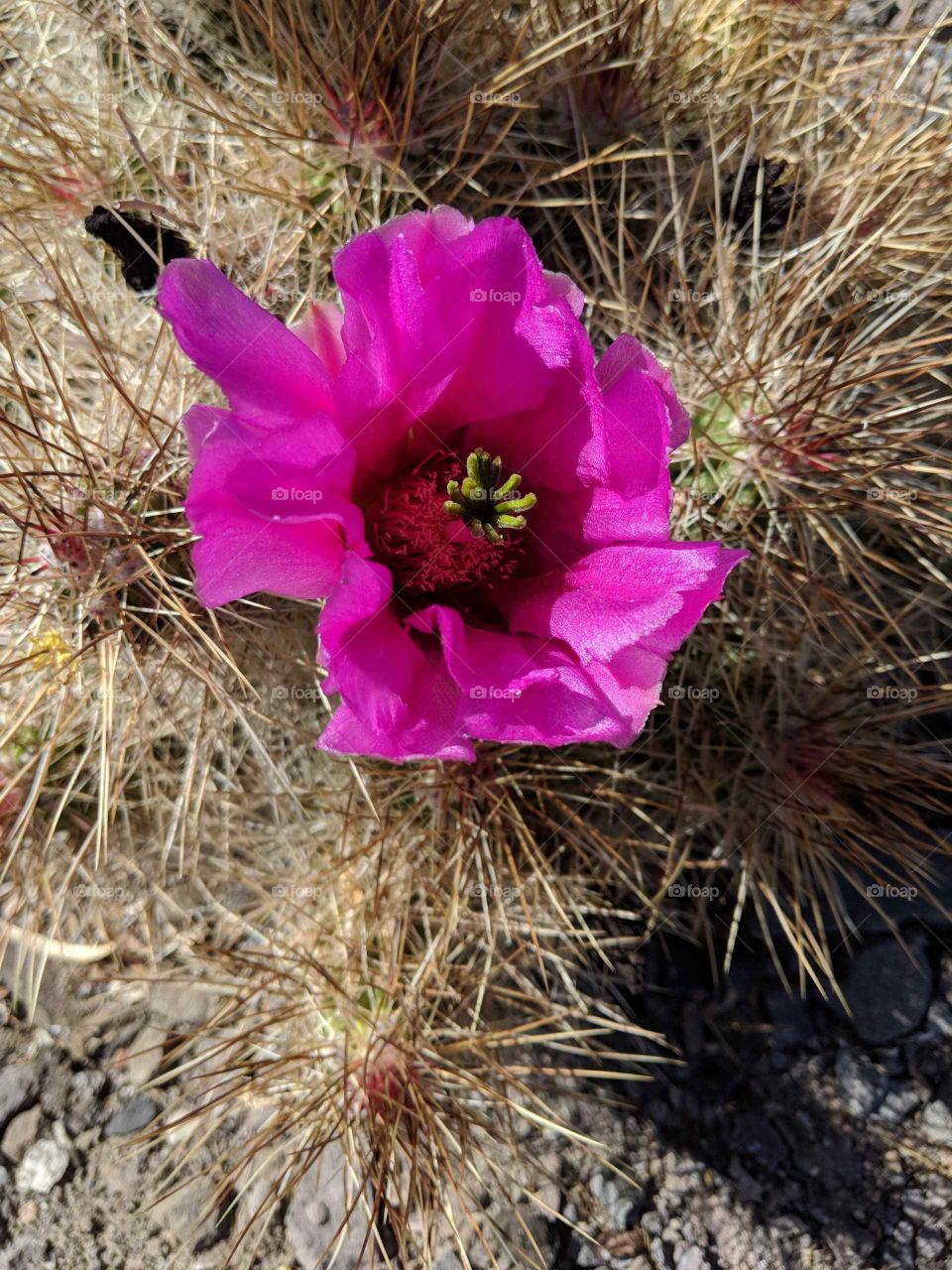 pink flower on cactus