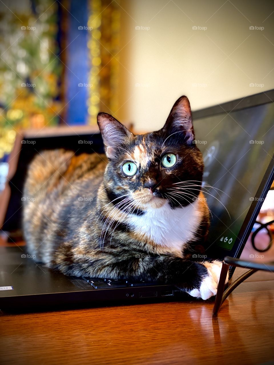 Itty Bit helping my dad with work stuff! She is a model through and through! She just has to look at you with her sweet little face.