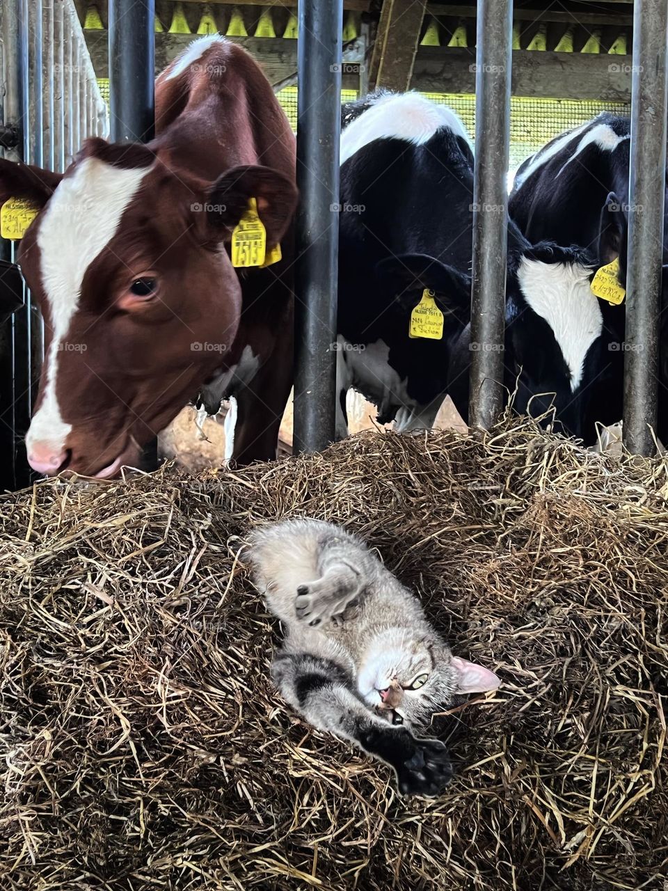 Cat and cows