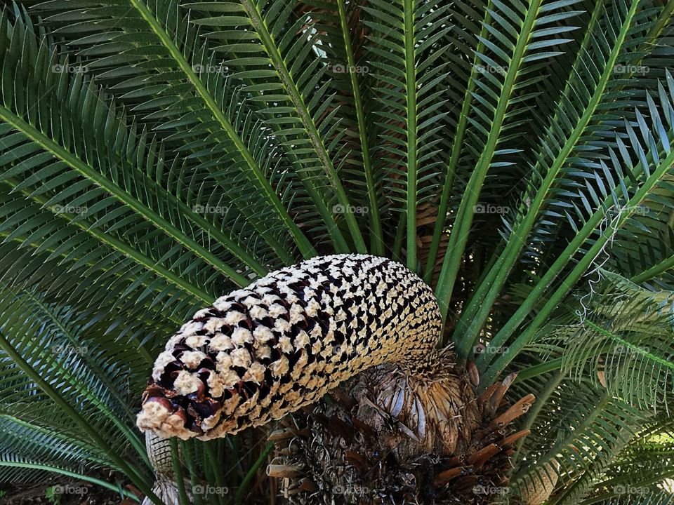 Palm tree symmetry 