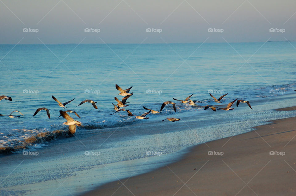 beach ocean birds waves by mmcook