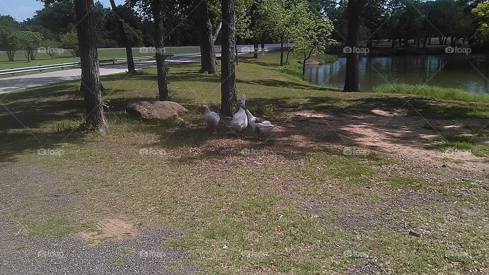 goose honking. these geese will honk at you then chase you