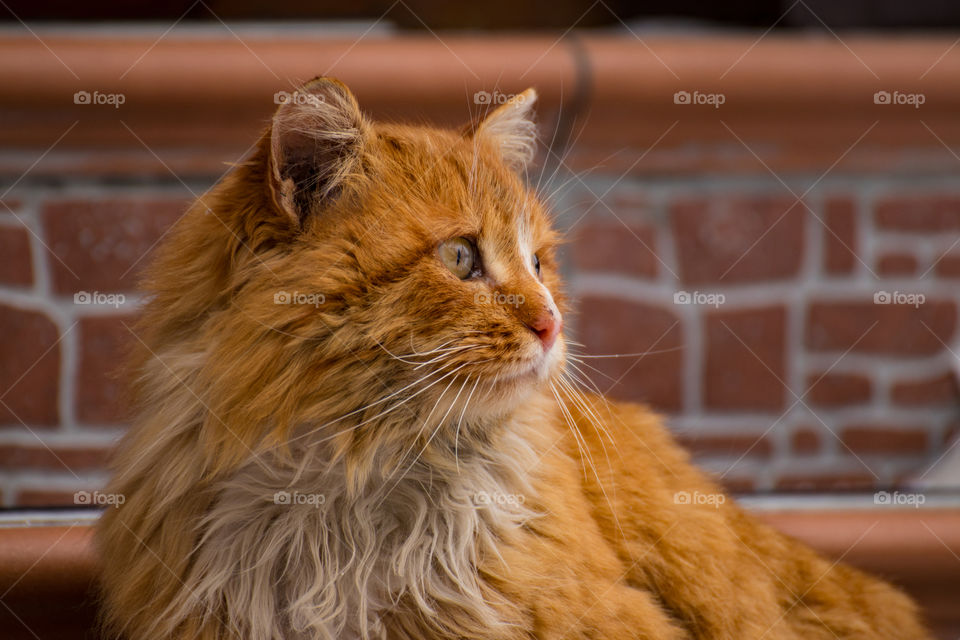 Fluffy red street cat with a gaze directed into the distance