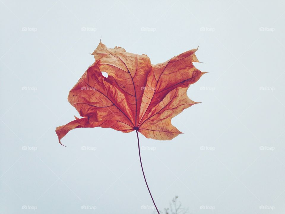 Dry Autumn leaf macro 