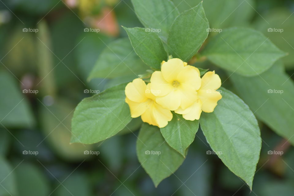 eye soothing Beautiful flowers