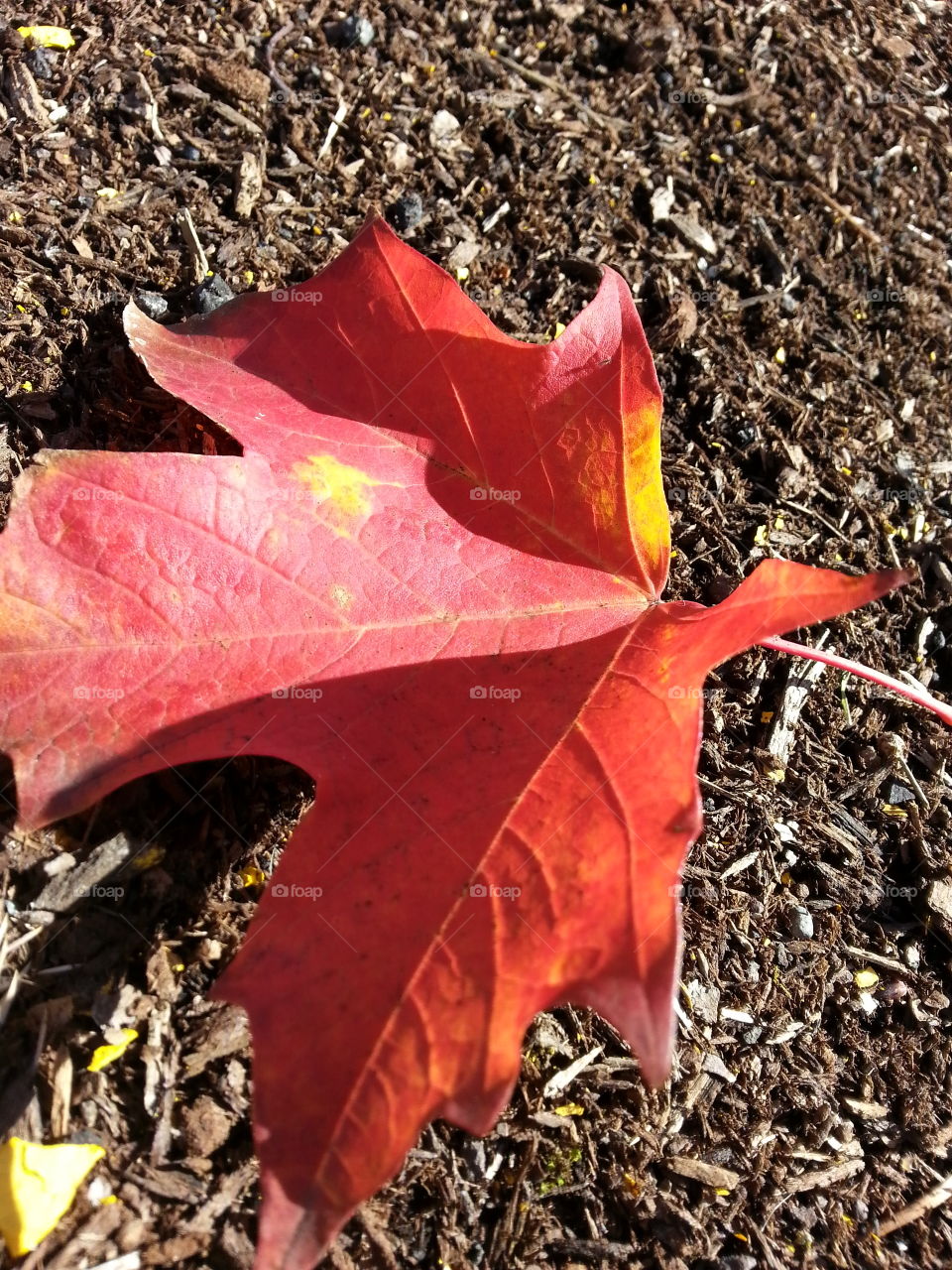 autumn. leaf