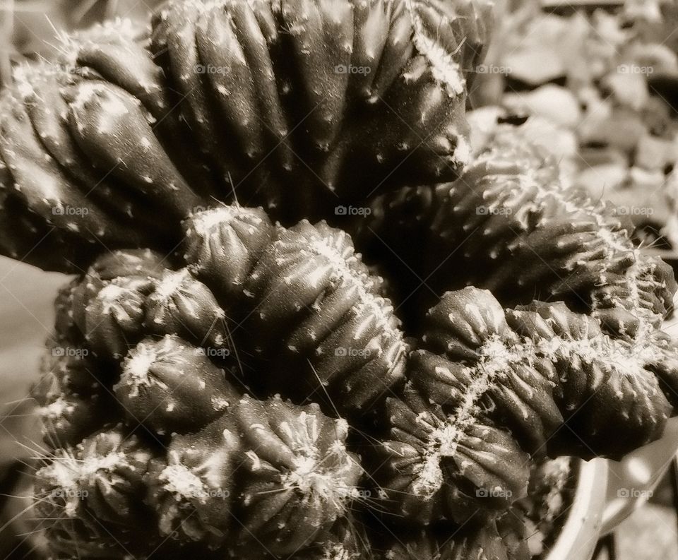 cactus