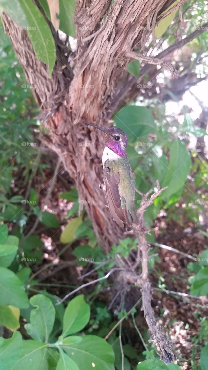 hummingbird in AZ.