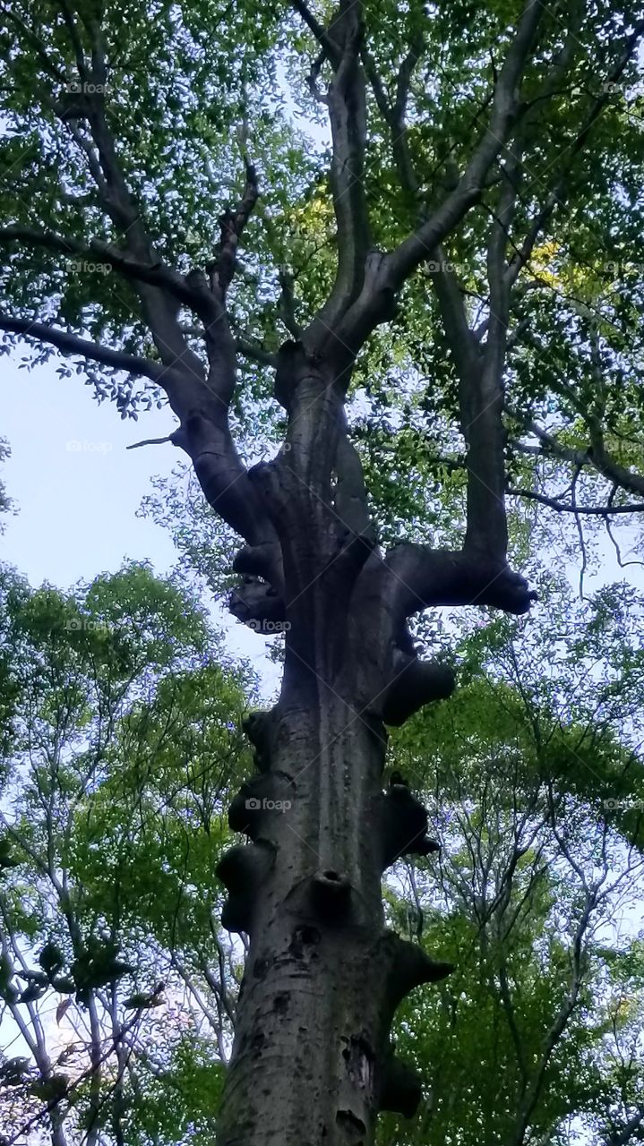 Tree, Wood, Nature, Leaf, Branch