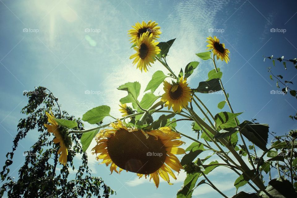 Sunflowers Smile on Me