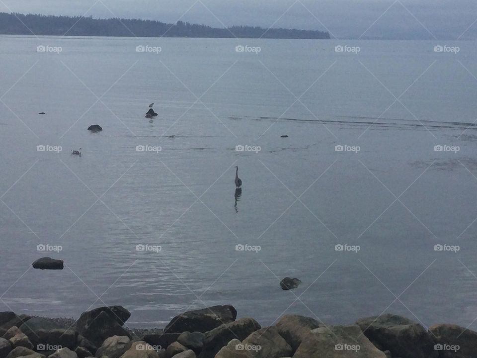 A Blue Heron on the water