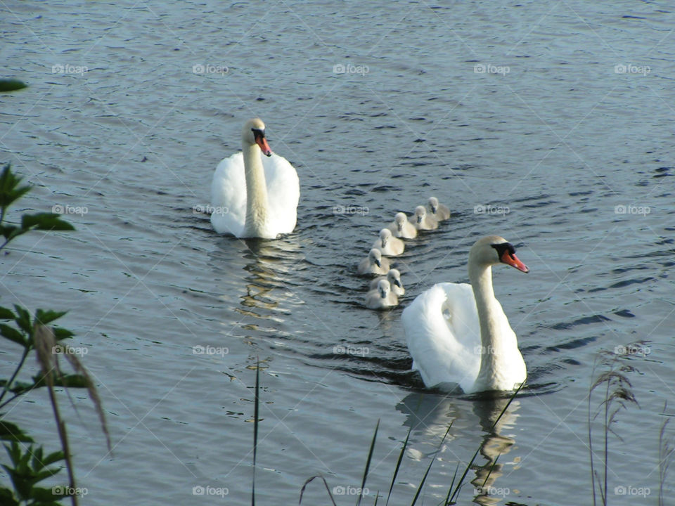 middelfart swan family svaner ællinger by salsa