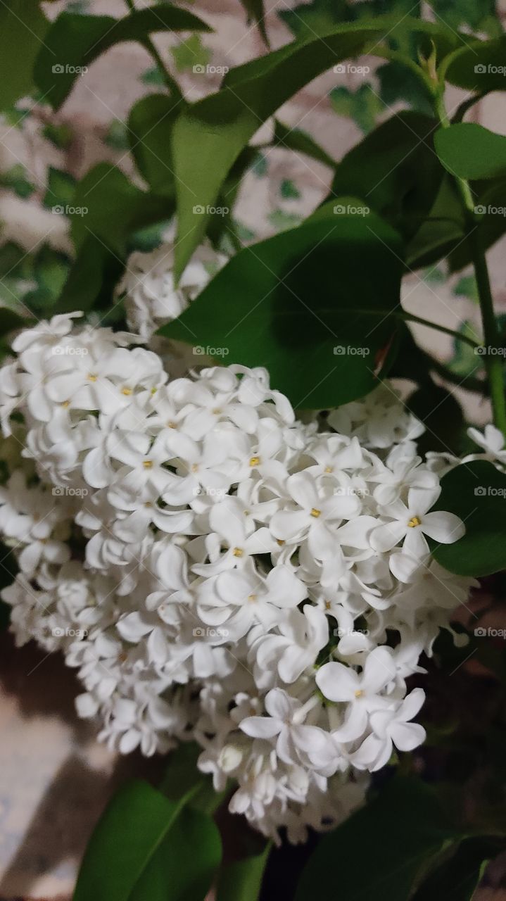 white lilac
