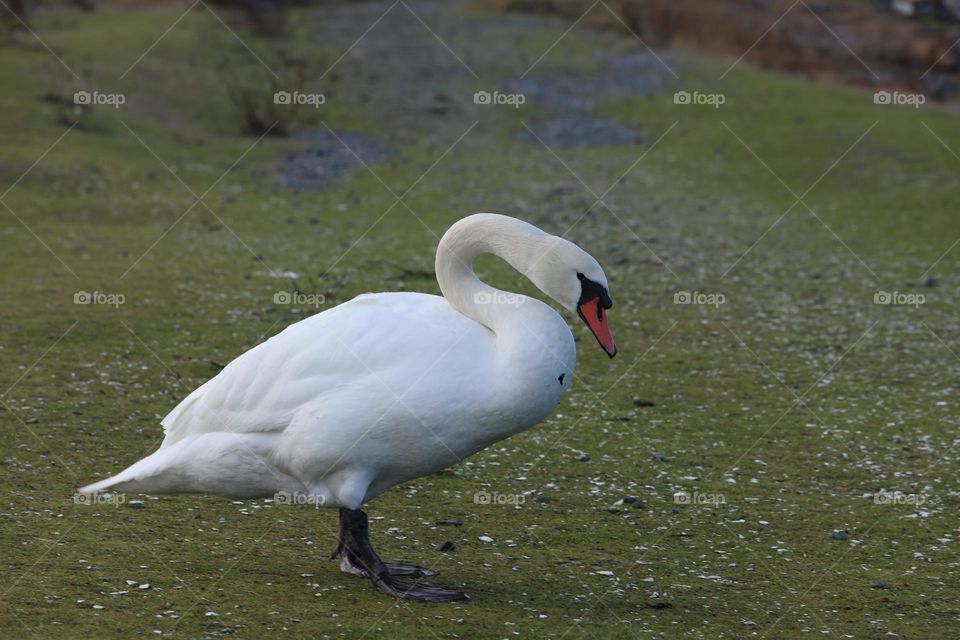 White swan walking 