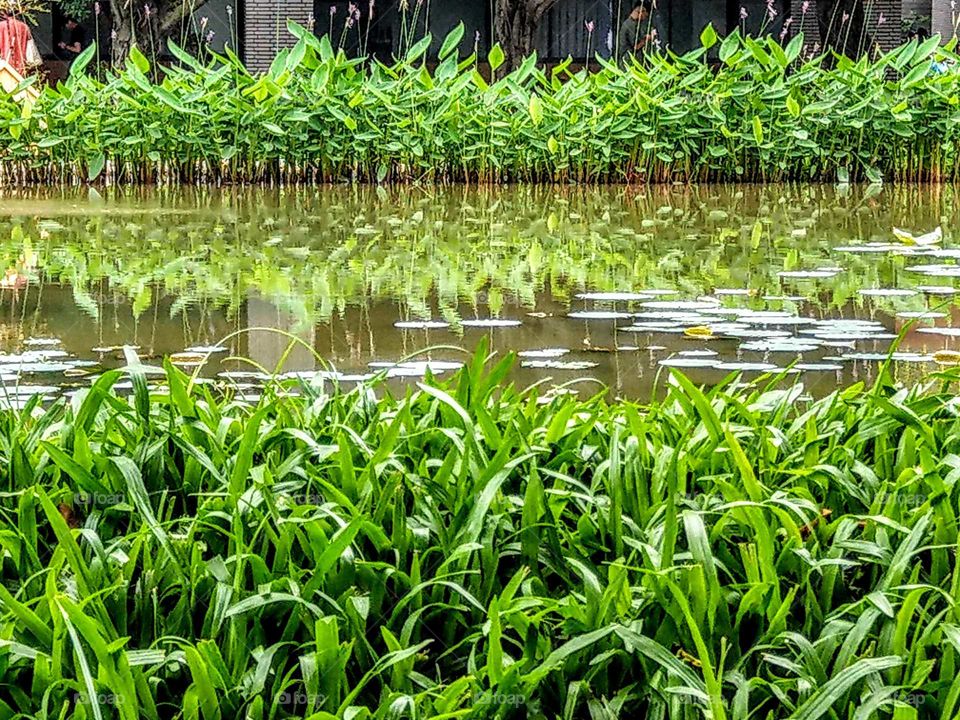 The reflection of long grass in the pool, they are very beautiful, the green leaves and water look so cool and fresh in summer.