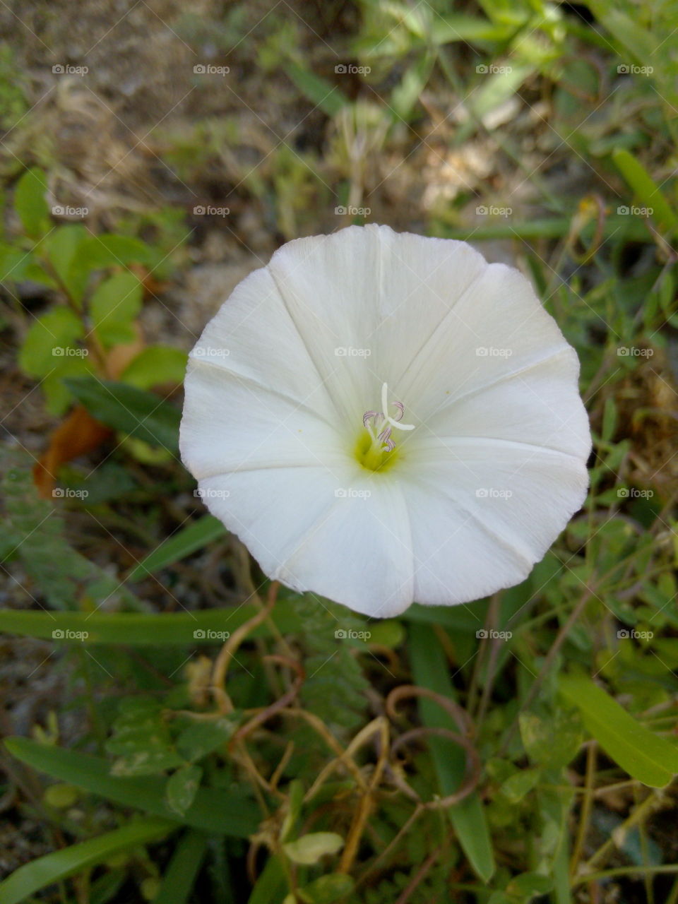 detail flower
