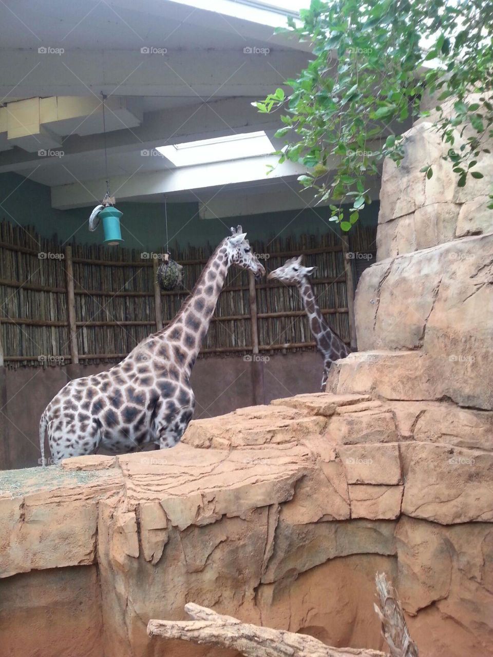 kissing giraffes. zoo