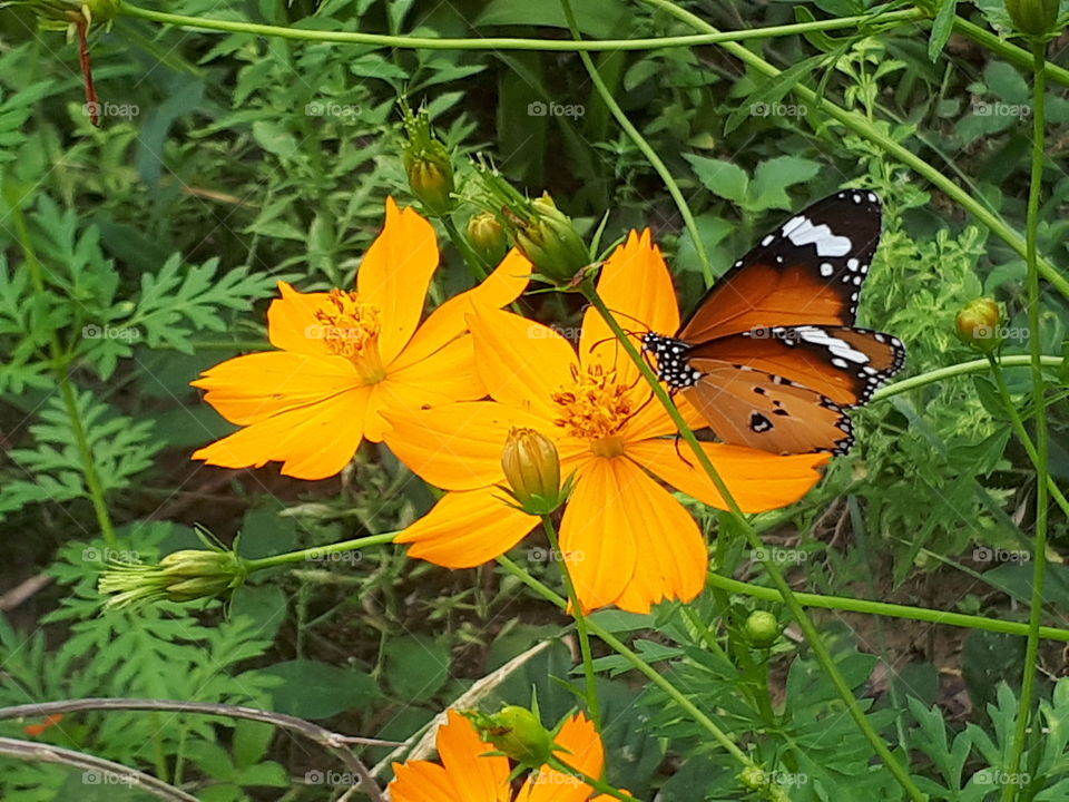 Colorful butterfly