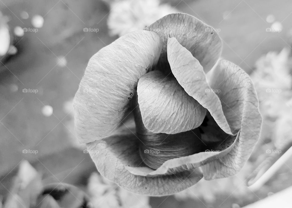Beautiful close up of flower head in black and white.