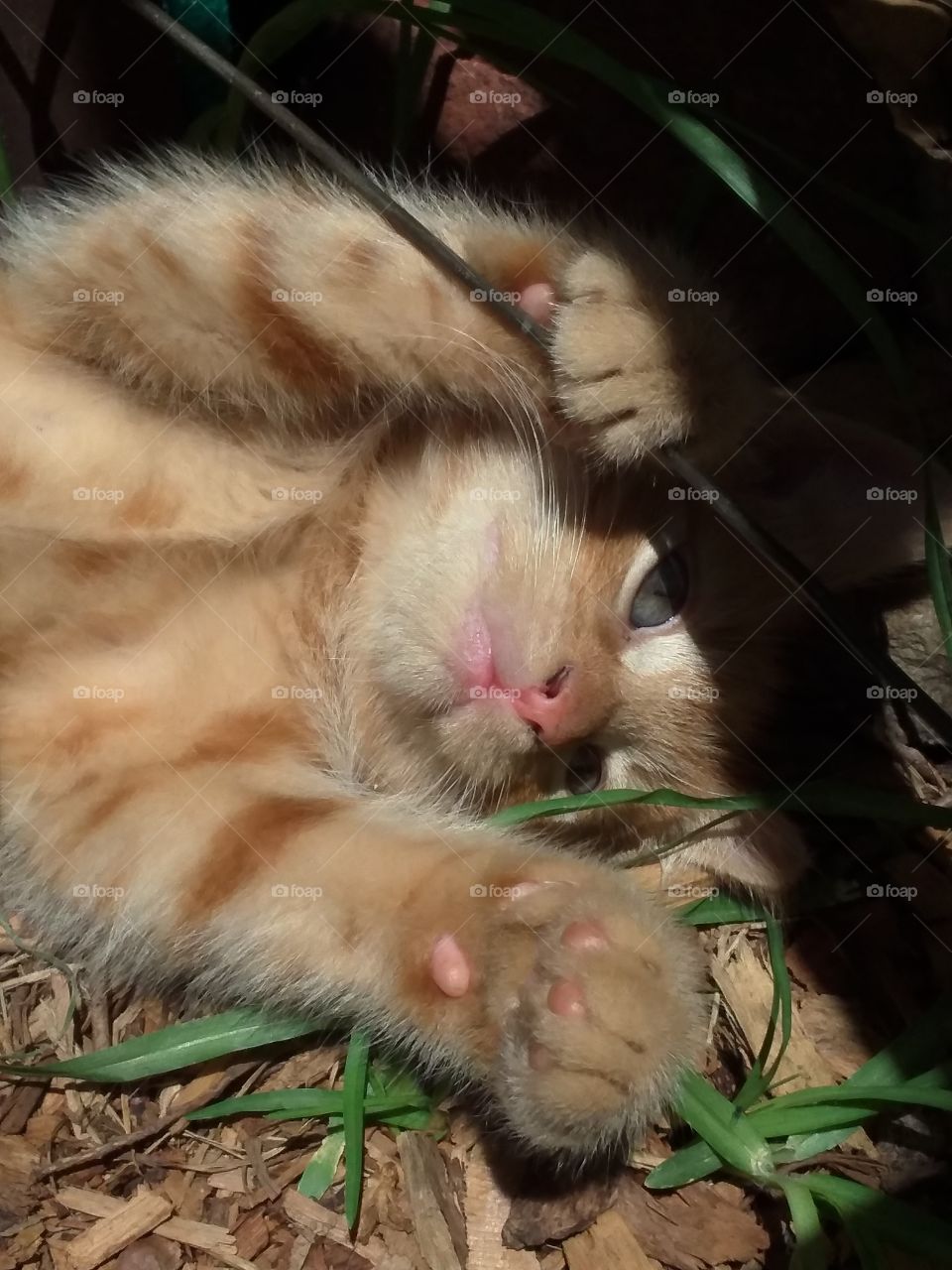 Adorable kitten amusing himself