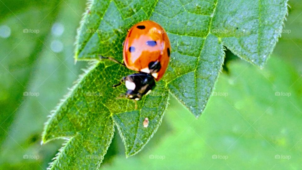 ladybird