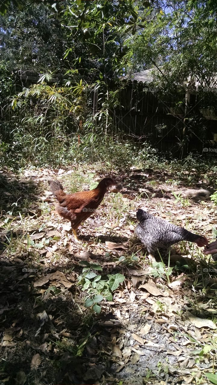 Chickens Being Fed