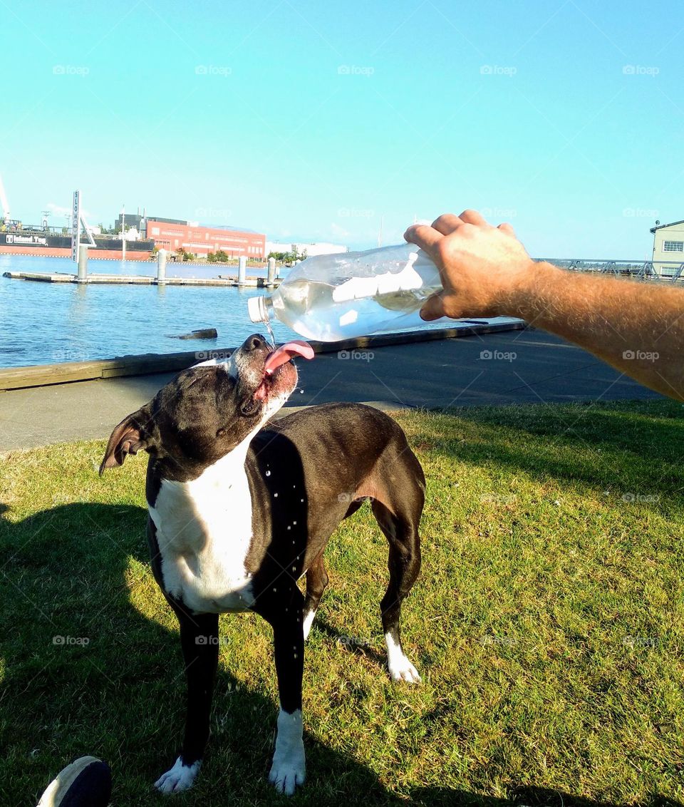 A thirsty pit bull mixed dog on a hot sunny day, quenching her thirst drinking from a water  bottle