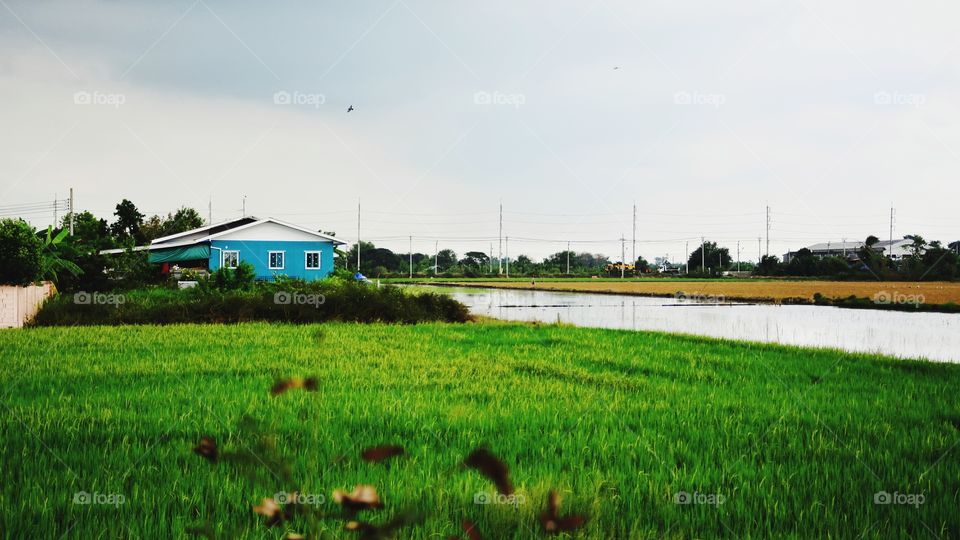 Blue house in the green field